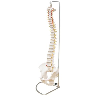 Flexible Spine with Pelvis on Chrome Stand – Life Size