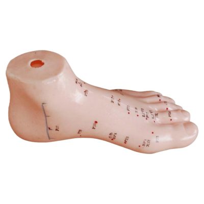 Foot Acupuncture Model – 13 cm