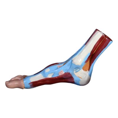 Foot Anatomy Model – Muscles, Tendons & Bones