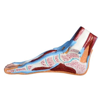 Foot Median Section Model