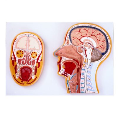 Frontal & Median Section of the Head Model