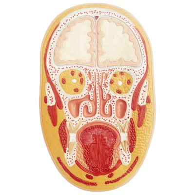 Frontal Section of the Head Model