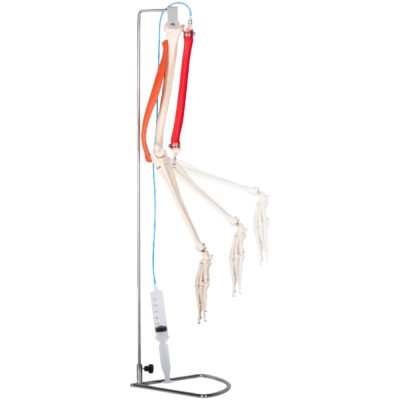 Functional Arm Model with Pneumatic Biceps – Life Size