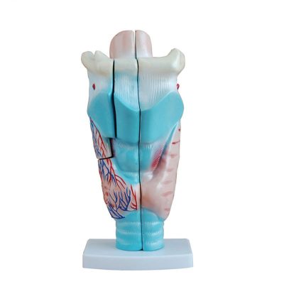 Functional Larynx Model – 3× Enlarged, 3 Parts