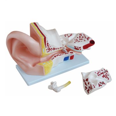 Giant Ear Model – 5× Enlarged, 4 Parts