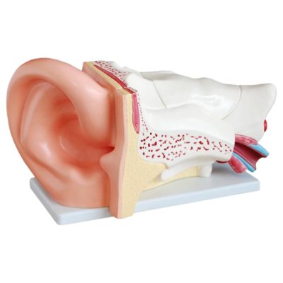 Giant Ear Model – 5× Enlarged, New Style, 6 Parts