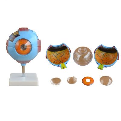 Giant Eye Model – 6× Enlarged
