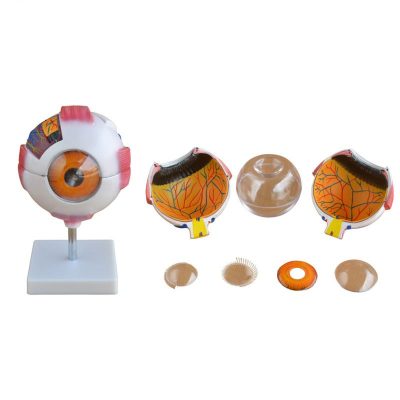 Giant Eye Model – 6× Enlarged, White Sclera