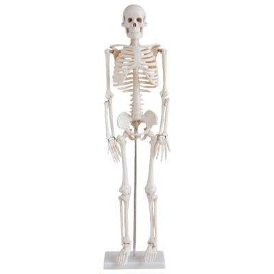 Half-Size Skeleton – 85 cm