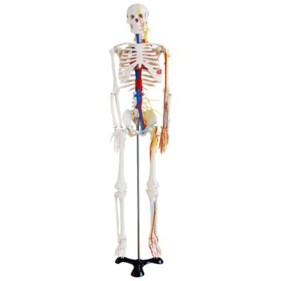 Half-Size Skeleton with Nerves & Blood Vessels – 85 cm