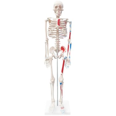Half-Size Skeleton with Numbered Painted Muscles – 85 cm