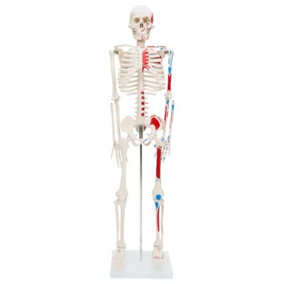 Half-Size Skeleton with Painted Muscles – 85 cm