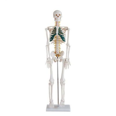 Half-Size Skeleton with Spinal Nerves – 85 cm