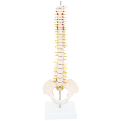 Half-Size Spine with Pelvis – 42 cm