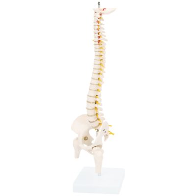 Half-Size Spine with Pelvis & Femur Heads – 45 cm
