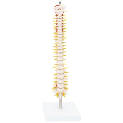 Half-Size Vertebral Column – 42 cm