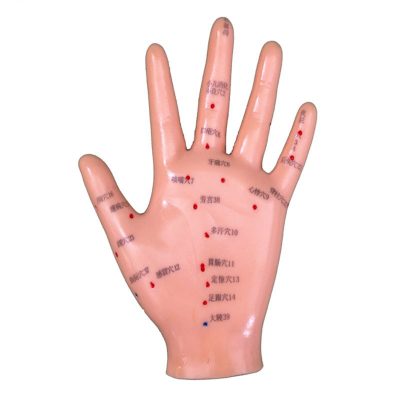 Hand Acupuncture Model – 13 cm