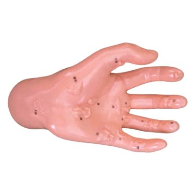 Hand Reflexology Model – Organ Points