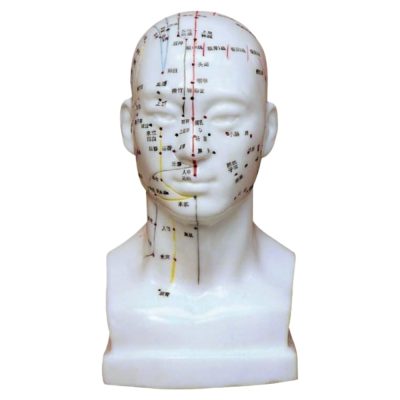 Head Acupuncture Model