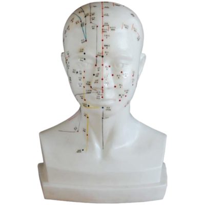 Head Acupuncture Model – Life Size