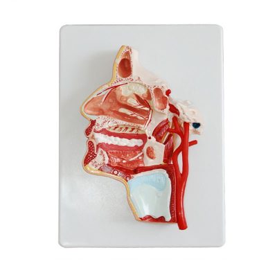 Head Model – Oral Cavity, Pharynx & Trigeminal Nerve