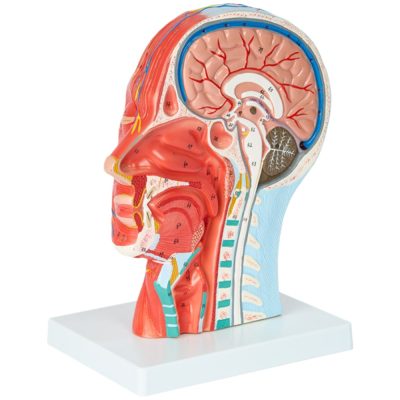 Head & Neck Superficial Neurovascular & Muscle Model – Life Size
