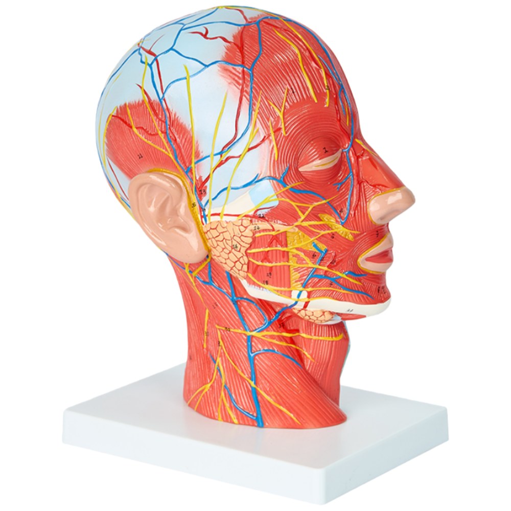 Head & Neck Superficial Neurovascular & Muscle Model – Life Size - Image 2