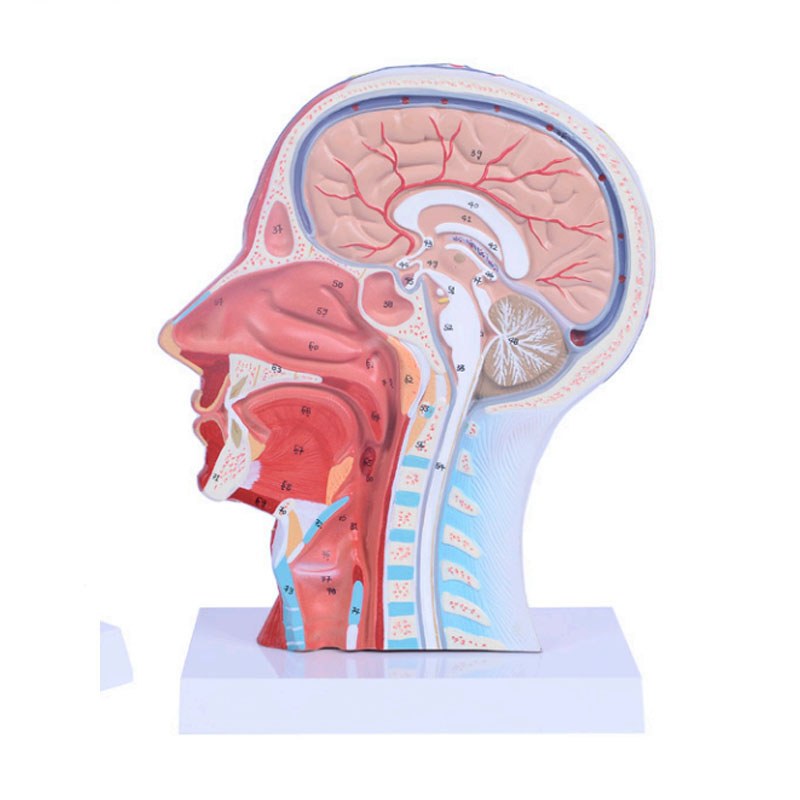 Head & Neck Superficial Neurovascular & Muscle Model – Life Size - Image 3