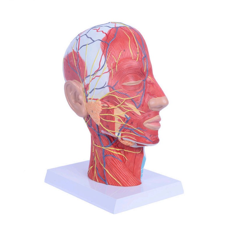 Head & Neck Superficial Neurovascular & Muscle Model – Life Size - Image 4