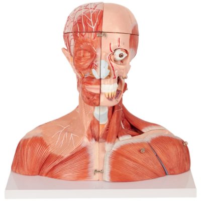 Head, Neck & Thorax Musculature Model – 19 Parts