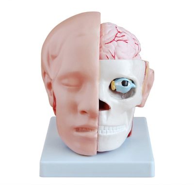 Head with Brain Model – Life Size, 10 Parts