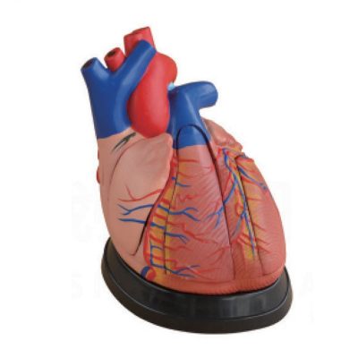 Heart Model – 3× Enlarged, 5 Parts