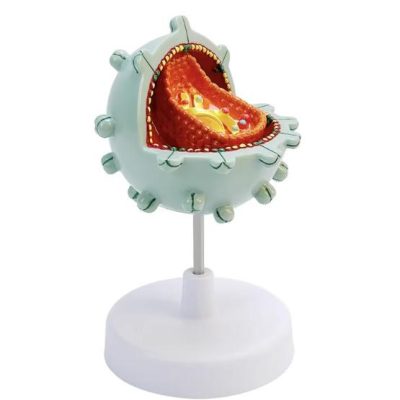 HIV (AIDS Virus) Model – Enlarged