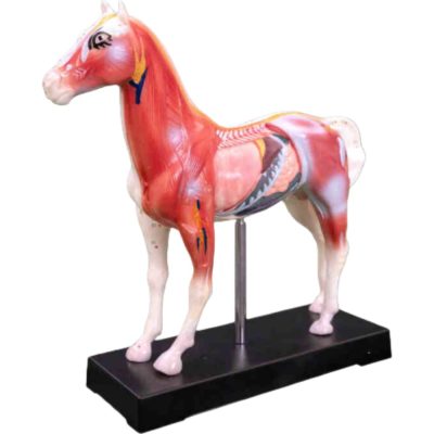 Horse Acupuncture Model – 114 Points