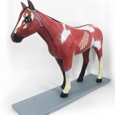 Horse Anatomy Model