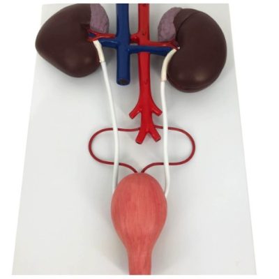 Horse Kidney & Urinary System Model