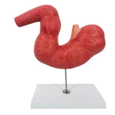 Horse Stomach Model