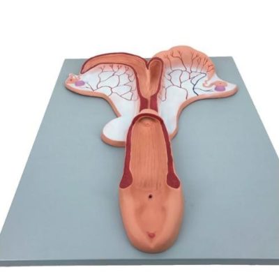Horse Uterus Model