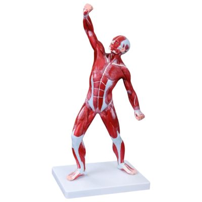 Human Muscle Figure – Male, 50 cm, 1 Part