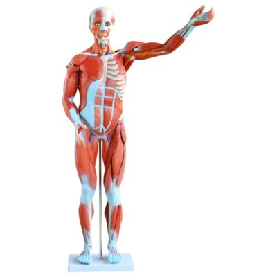 Human Muscle Figure – Male, 80 cm, 27 Parts