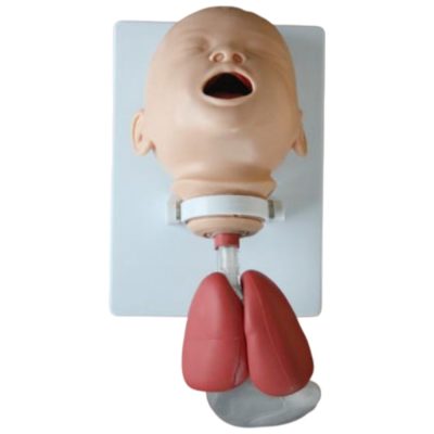 Infant Intubation Training Model