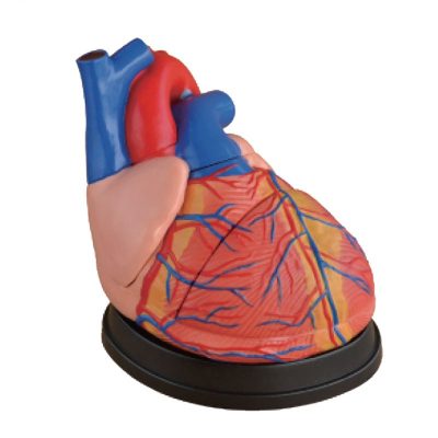 Jumbo Heart Model – 4× Enlarged, 3 Parts