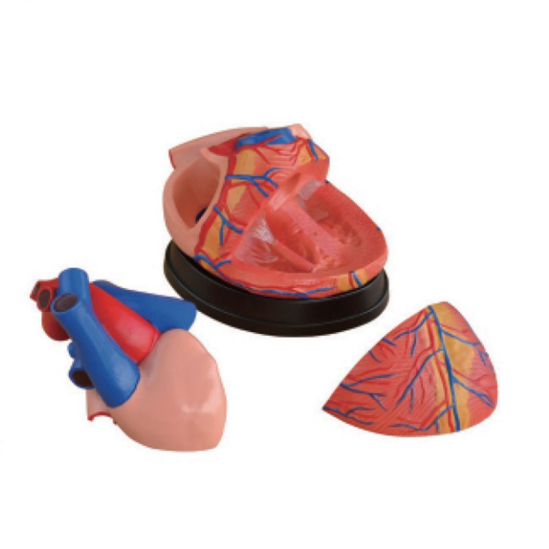 Jumbo Heart Model – 4× Enlarged, 3 Parts - Image 2