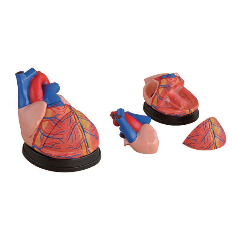 Jumbo Heart Model – 4× Enlarged, 3 Parts - Image 3