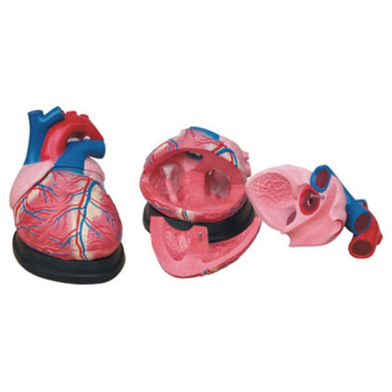 Jumbo Heart Model – 4× Enlarged, 3 Parts - Image 4