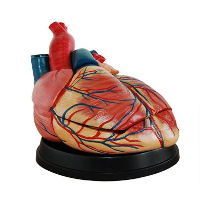 Jumbo Heart Model – 4× Enlarged, New Style, 3 Parts