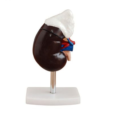 Kidney with Adrenal Gland Model – Life Size, 2 Parts