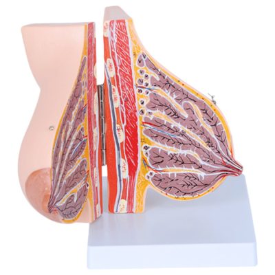 Lactating Breast Anatomy Model – Hinged, 2 Parts