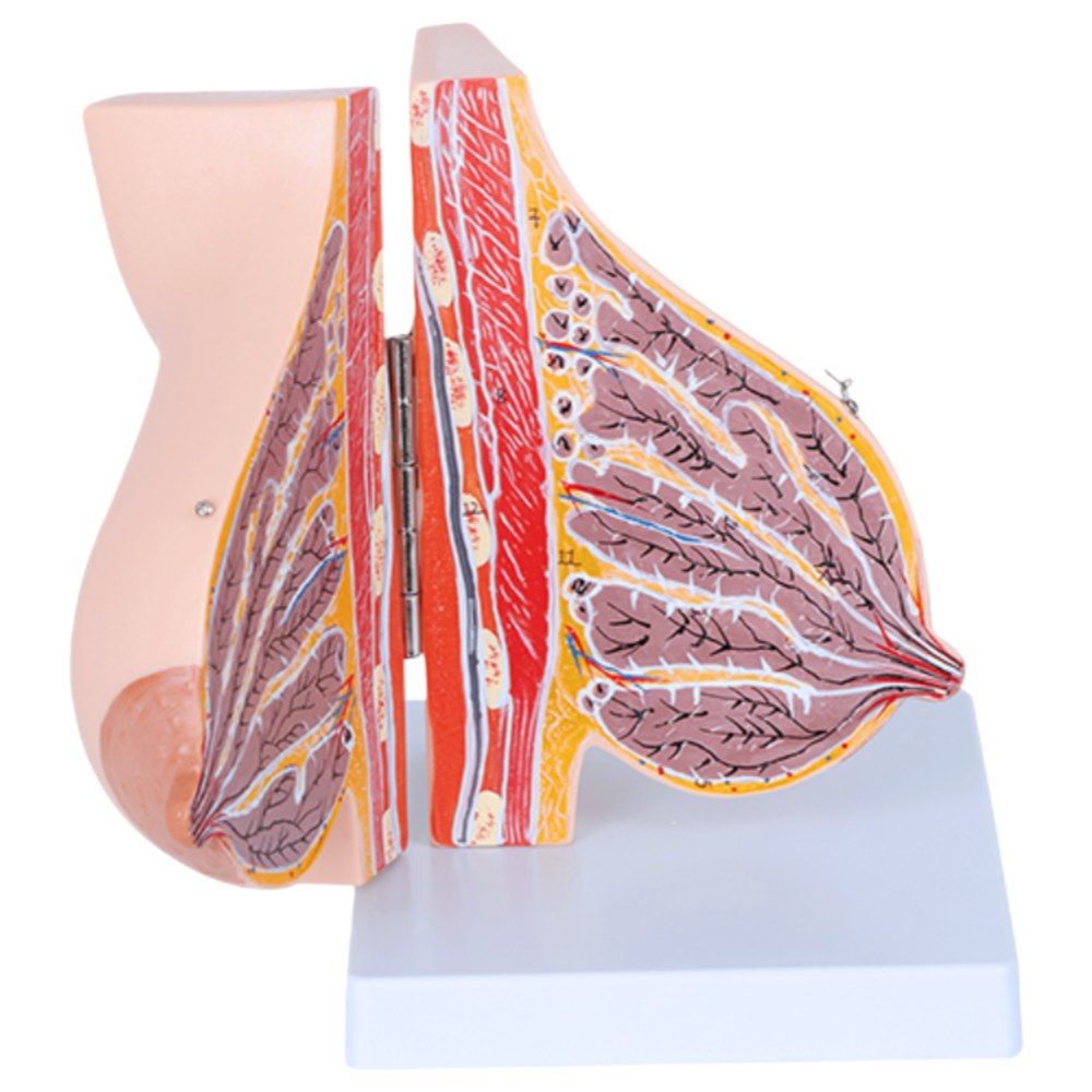 Lactating Breast Anatomy Model – Hinged, 2 Parts