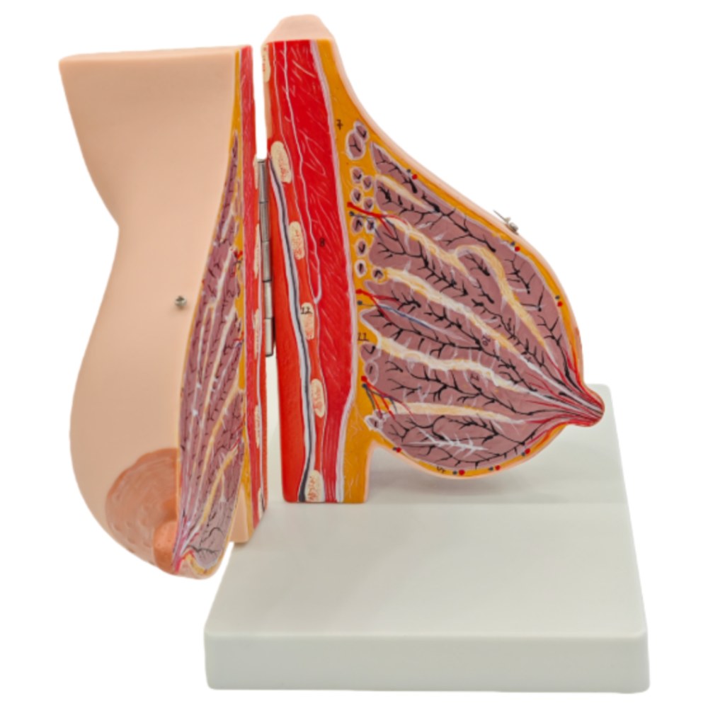 Lactating Breast Anatomy Model – Hinged, 2 Parts - Image 2